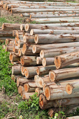 Eucalyptus tree, Pile of wood logs ready for industry