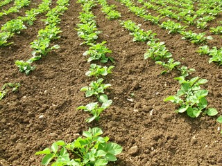 Potatoes in an allotment or kitchen garden