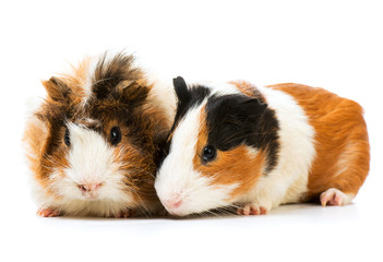 Fototapeta na wymiar Pair of cute guinea pigs isolated on a white background