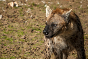 Hyena