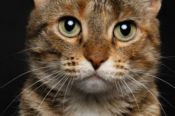 close-up battle-seasoned cat