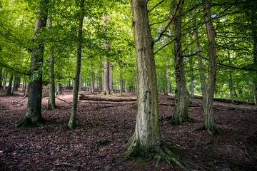 Obraz premium Forest Landscape