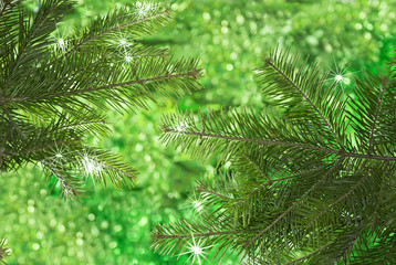 Natural conifer branches on green background