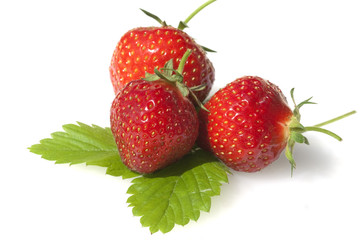 Erdbeere, Fragaria x ananassa, Beerenobst,