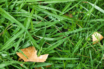 green  grass with dew