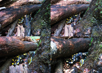 Salamander collection