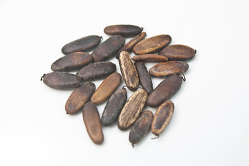 Royal Poinciana or Flamboyant Seed