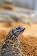 ミーアキャット