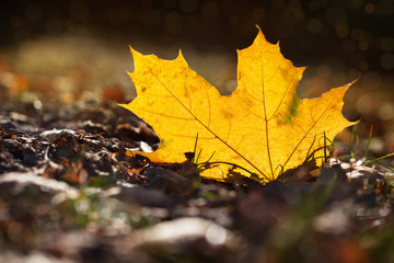 the yellow autumn leaf lies on the earth in sun beams
