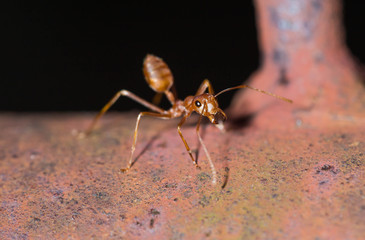 ant