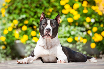 American staffordshire terrier lying near the flowerbed