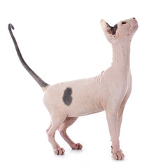 Sphynx Hairless Cat