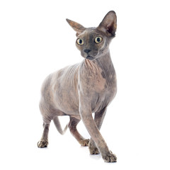 Sphynx Hairless Cat