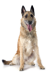 belgian shepherd laekenois
