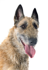 belgian shepherd laekenois