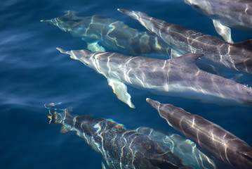 Delfin Watching
