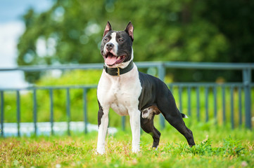 American staffordshire terrier standing in the yard - obrazy, fototapety, plakaty
