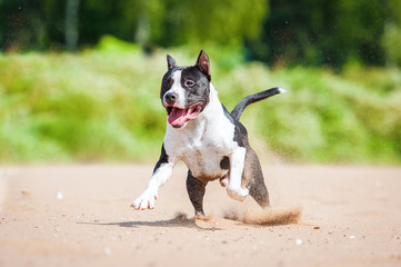 American staffordshire terrier running on the beach