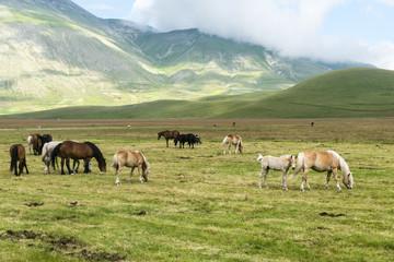 Piano Grande di Castelluccio (Italy)