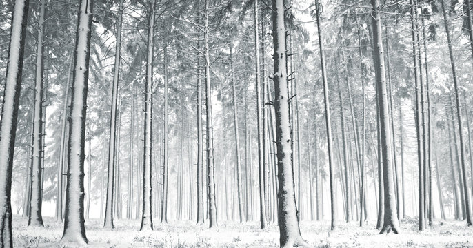 Fototapeta Forest