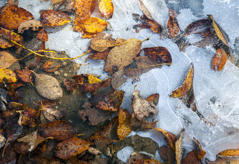 Leaves frozen in ice