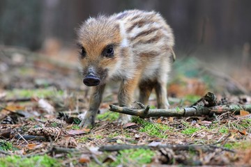 Wild boar,piglet, Sus scofra