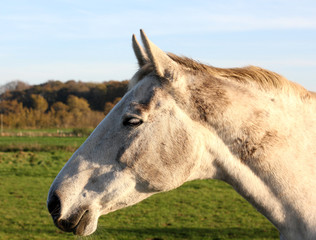 Horse in Pasture.