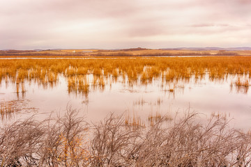 Grassy Bog Landscape at Dusk