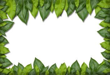 Fototapeta premium green leaf frame