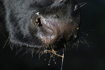 Wet snout of a cow