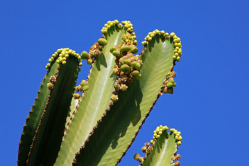 Kanaren Wolfsmilch Kaktus