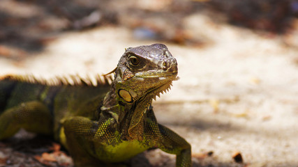 Iguana en la Playa de Guilligan, Puerto Rico