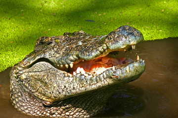 Thailand crocodile