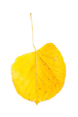 Fall yellow leaf.