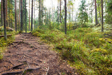 Road in forest