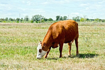 Cow brown and white in the meadow