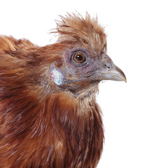 poule nègre de soie rousse