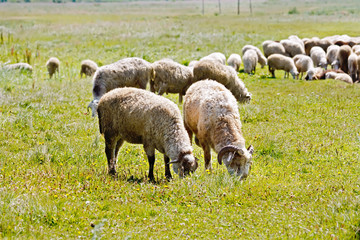 Fototapeta premium Sheep herd on a meadow