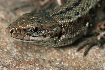 brown lizard on a rock close