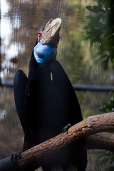 Riesiger Vogel © Angelika Bentin