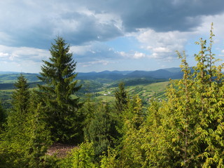 Карпатские ели