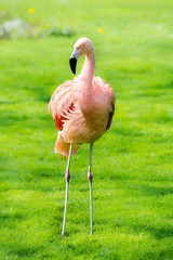 Flamingo