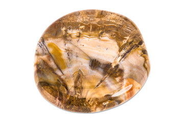 Precious gem on white background, fossil wood