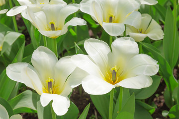 Obraz premium White tulips