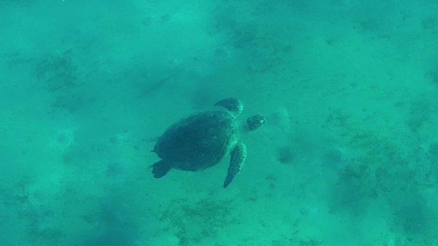 Sea turtle, wild animal swimming in tropical ocean, Red Sea
