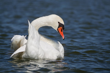 Fototapeta premium Beautiful swan resting in the water