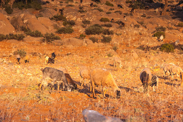 Morrocan goats in the field