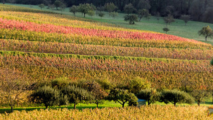 Weinberg im Herbst