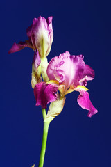 purple flower Iris in studio..