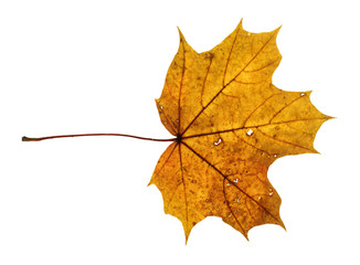 Brown autumn maple leaf isolated